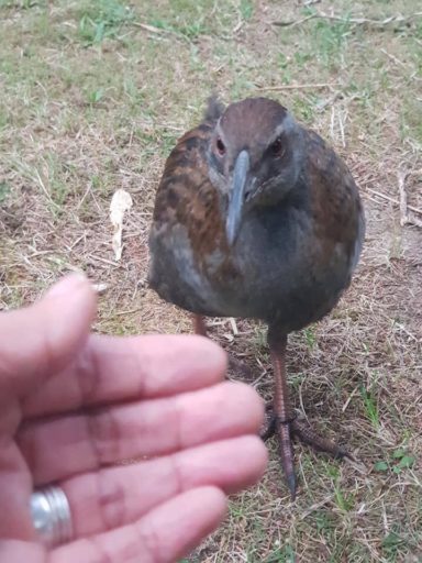 Weka are friendly but mischievous.