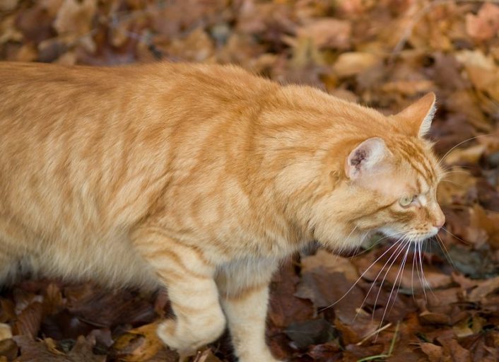 Cat hunting. Image credit: Dwight Sipler (Wikimedia Commons).