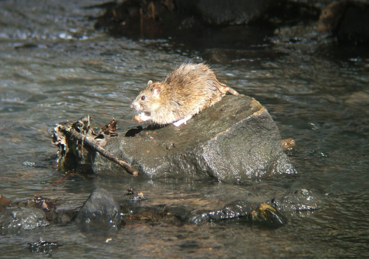 Brown rat in mid-stream. Image credit: Sciadopitys (Wikimedia Commons).