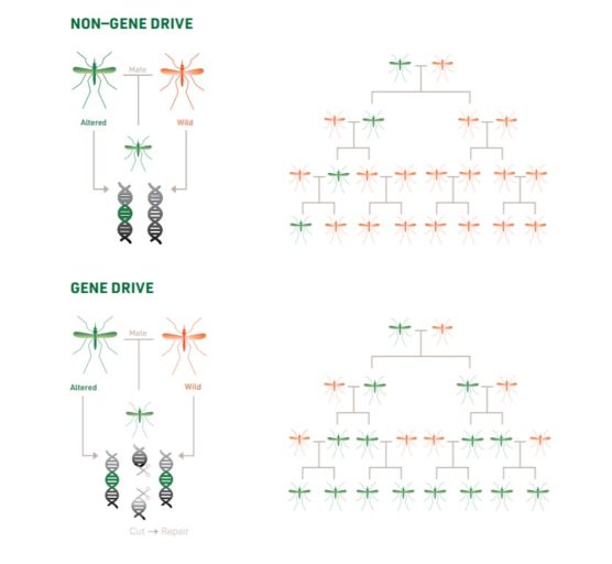 Non-gene drive inheritance versus gene drive inheritance.