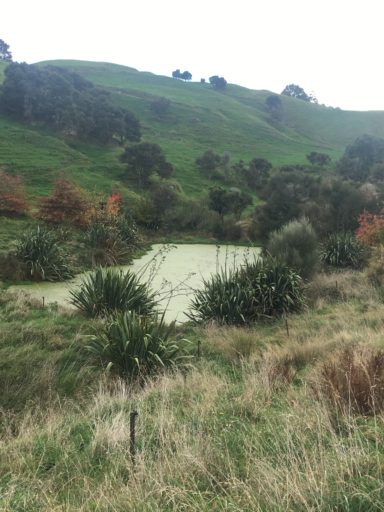 Planting in the gully and along waterways is both a nutrient trap and way to attract birdlife.