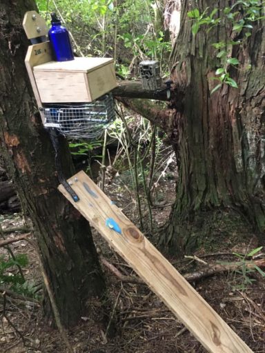 One of the predator traps in the QEII bush block.