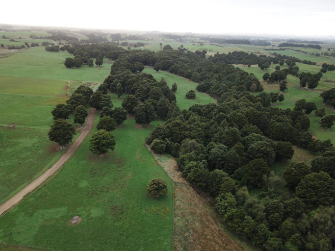 The QEII bush block which has been protected by covenant for over 25 years.