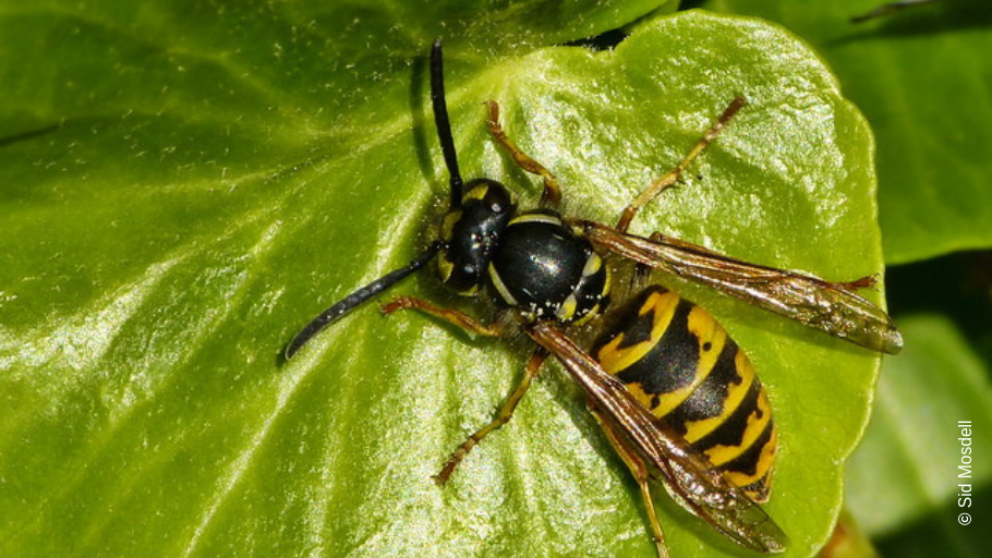 The common wasp. Image credit: Sid Mosdell.