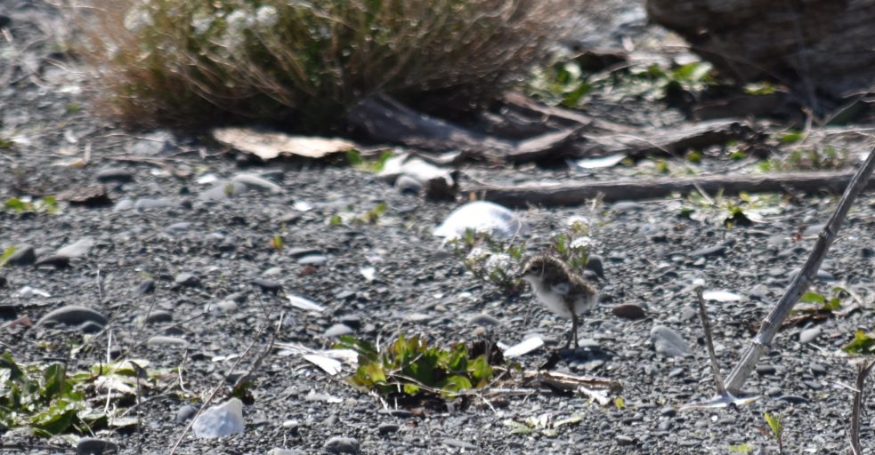 A banded dotterel chick. Photo: MIRO.