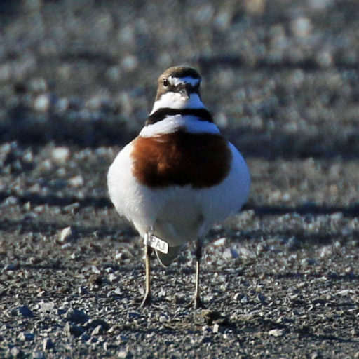 Banded dotterel PAJ, a male. Photo: MIRO.
