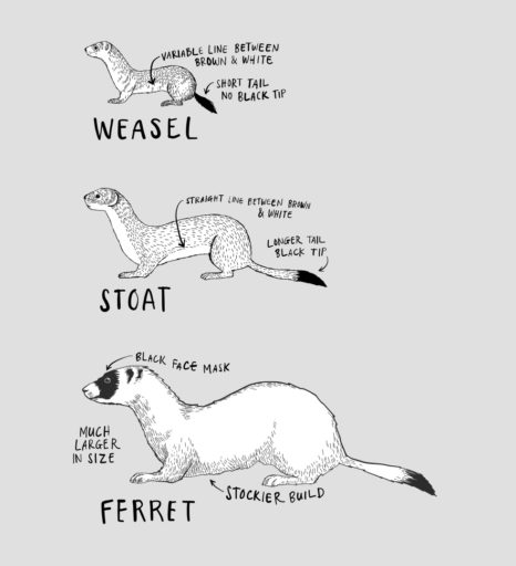 Image result for Stoat