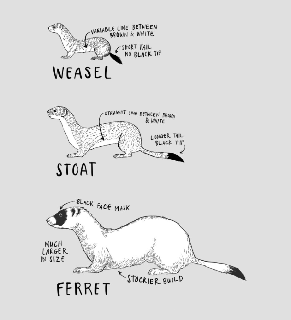 Image showing the difference between weasels, stoats and ferrets.