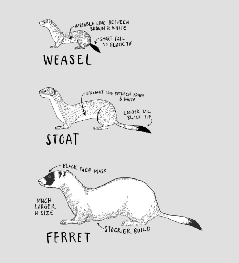 Where Are Weasels Found