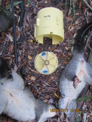 A flour lure/ blue smooth with cyanara 50 poison was used here, delivering toxin twice every 7 days for the knock down of bigger possum populations.