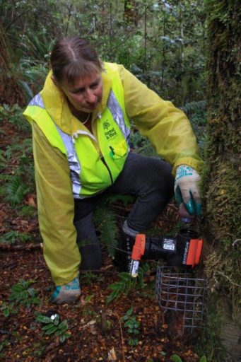 Jane Forsyth, F&B volunteer, with Goodnature A24 trap. Wire mesh "anti-kea" cage, invented by team member Bruce Bissett, allows rats and mice to enter and fall out again. DOC has since required a plastic cage to be fitted instead.