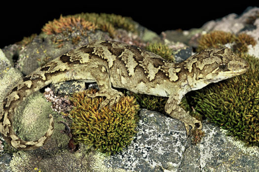 a close up of a Takitimu gecko