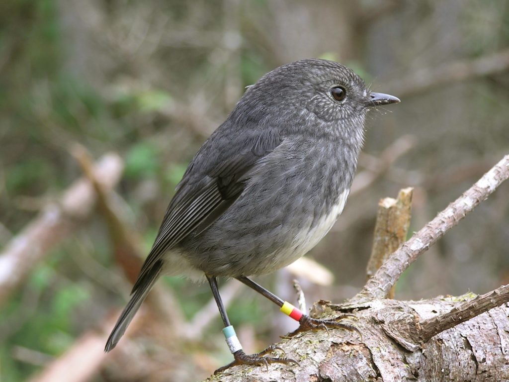 North Island robin/toutouwai. Photo: Tony Wills (Wikimedia Commons).