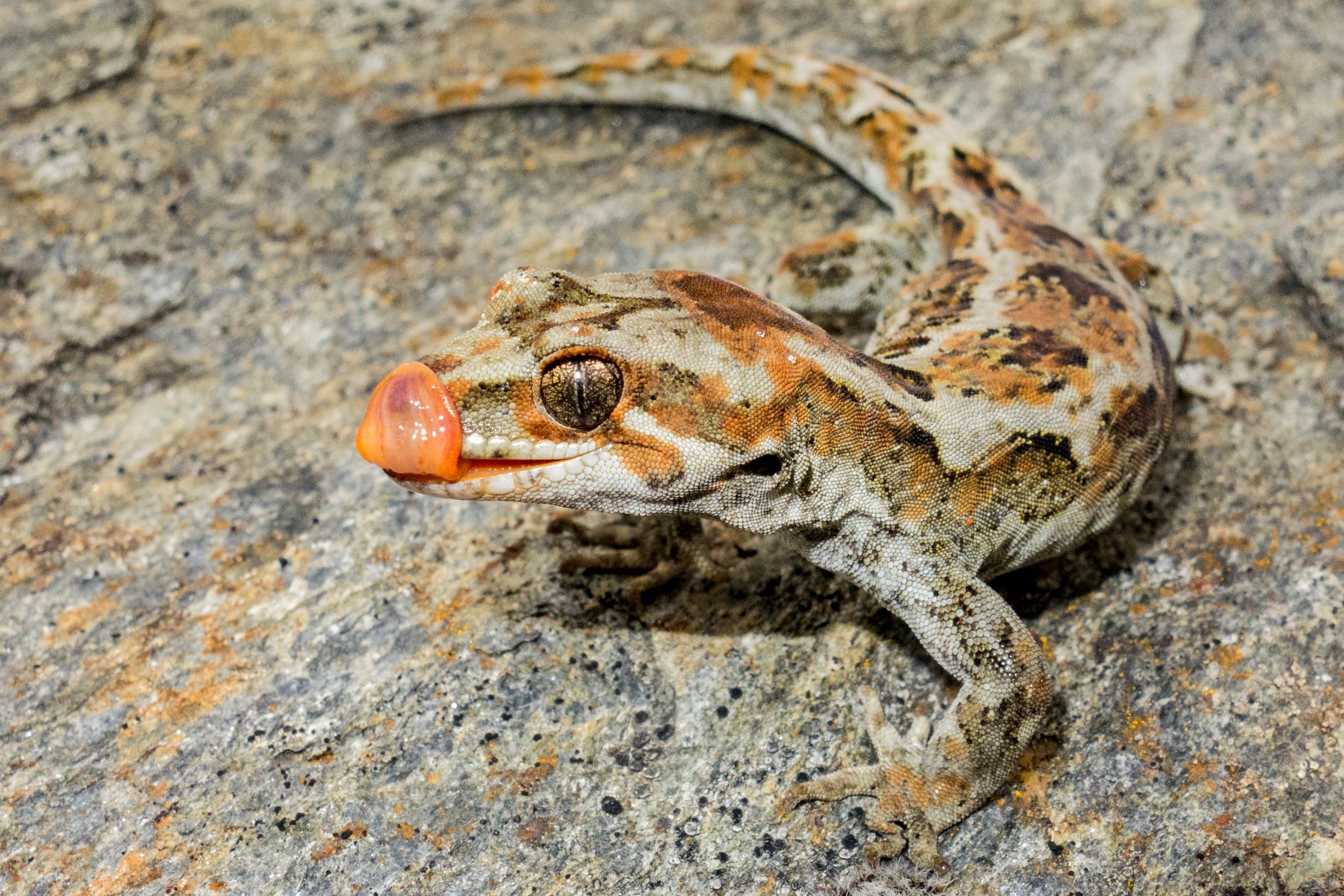 Rare orangespotted gecko lives only in alpine zone Predator Free NZ