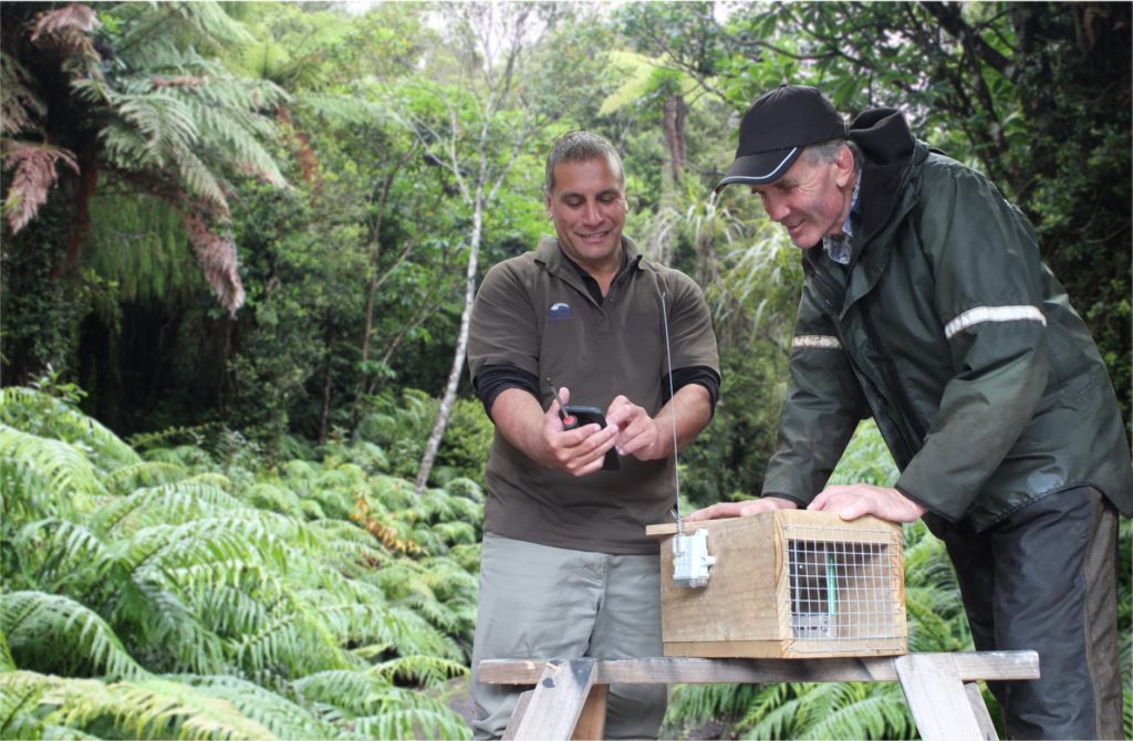 Two fieldworkers set up a trap in native bush in Taranaki