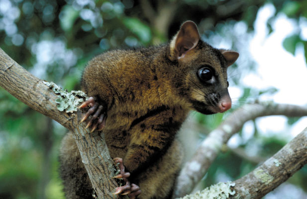 A brushtail possum on a branch
