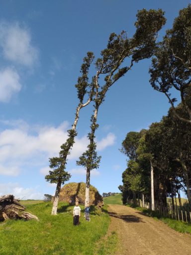 Some of the 'possum pencil trees' with two years of recovered regrowth coming away at the base.