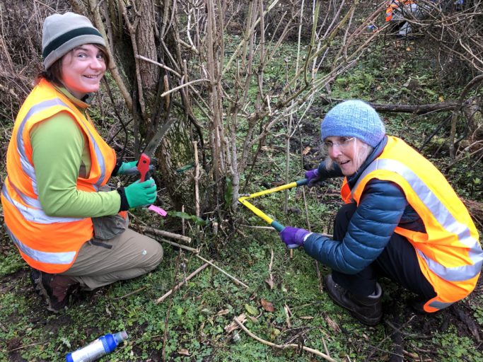 Cutting elder at YEPT Okia Reserve. Photo: Yellow-Eyed Penguion Trust.