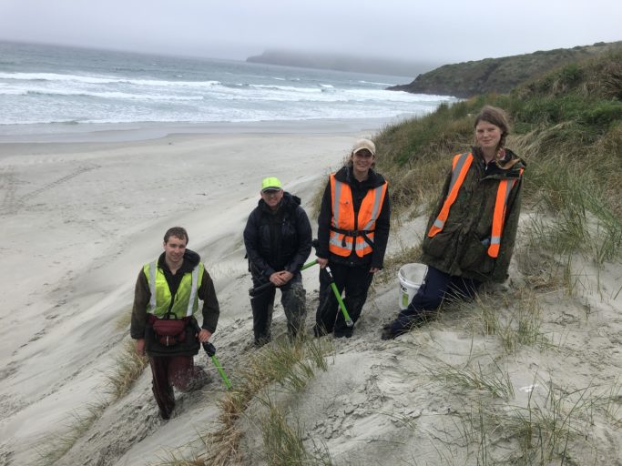 Trust staff and volunteers nest searching YEPT Otapahi Reserve.