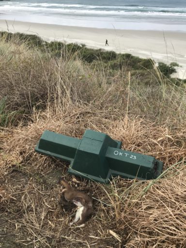 Stoat caught in fenn at Okia Reserve. YEPT are steadily replacing the fenns as funds become available with DOC 200s. "In the meantime the old technology is still doing the job."