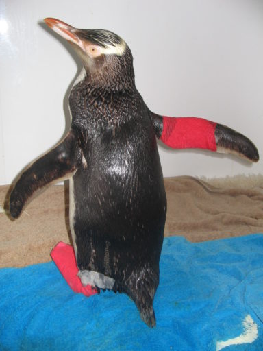 'Lisa' spent some time at the Dunedin Wildlife Hospital in February 2016.