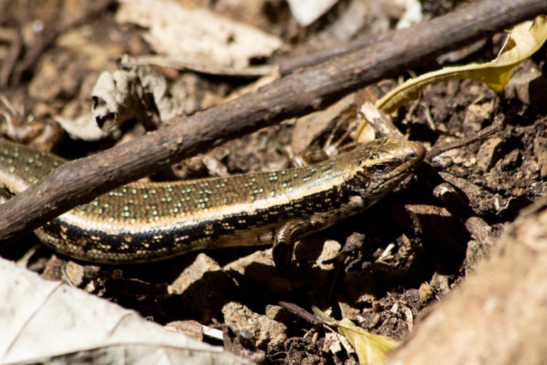 New Zealand spotted skink (Oligosoma lineoocellatum) at Zealandia Ecosanctuary in Wellington. Photo: Kimberley Collins (Wikimedia Commons).