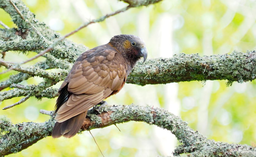 "Whiriwhiri Kaka" - This little chap has made himself resident just this year. Kaka occasionally pay a visit from the Gulf islands and the Hunua's, but it's unusual for them to stick around long. He's the first we've seen in our 8 years here, we're hoping he'll bring more in.