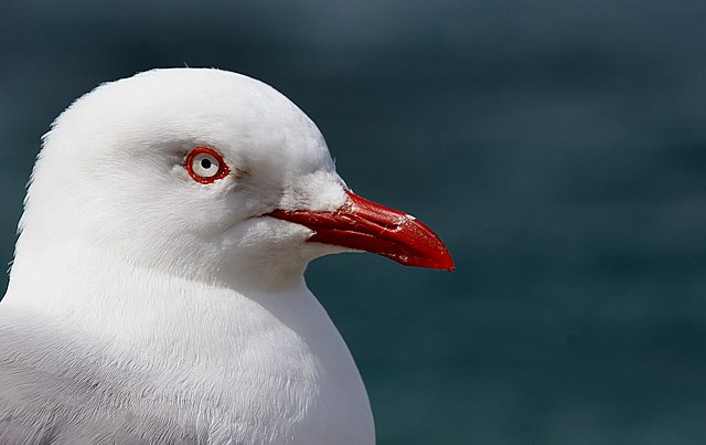 A close up of a red billed gull