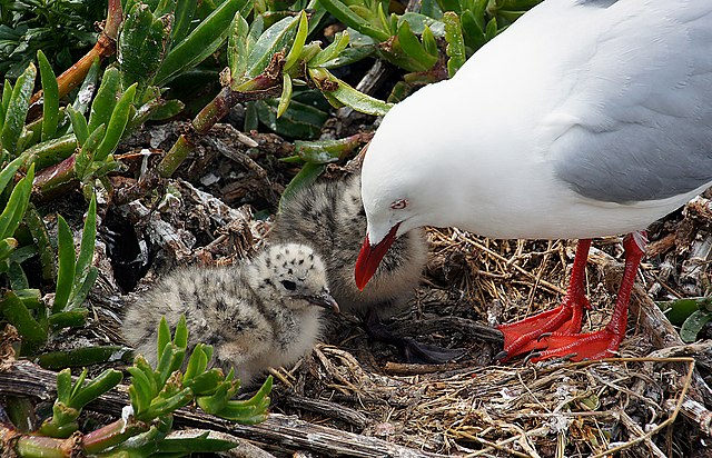 A red billed gull tending to it's chicks