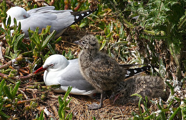 A red-billed gull and a chick