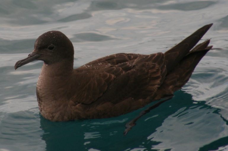 Sooty shearwater. Photo: 'Sabine's sun-bird' (Wikimedia Commons).