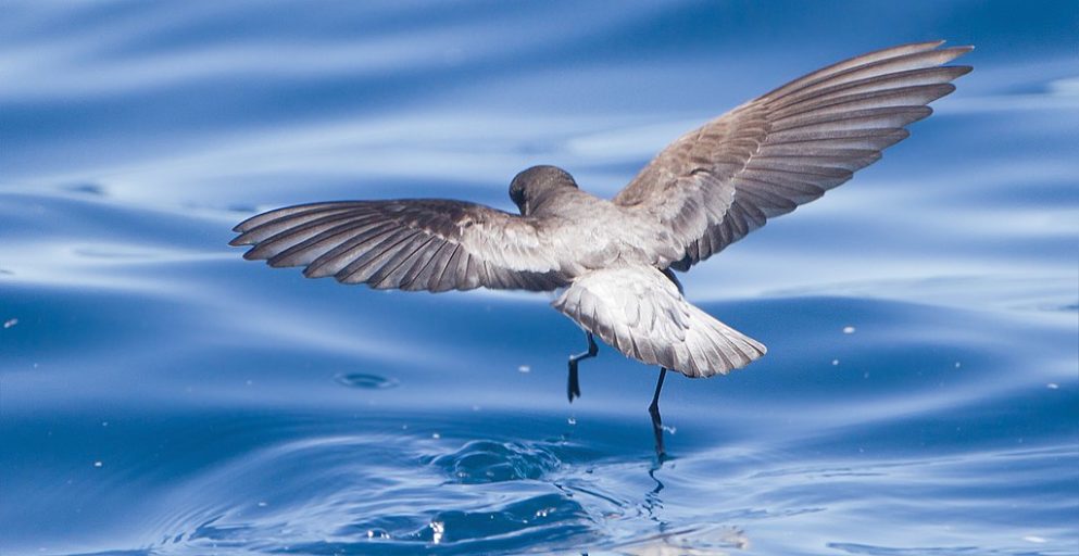 Grey-backed storm petrel. Photo: J.J. Harrison (Wikimedia Commons).