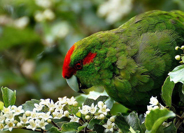 Kākāriki, a native species who will benefit from NZ being predator free