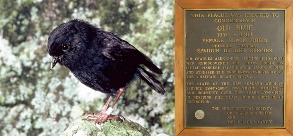 A plaque next to a robin