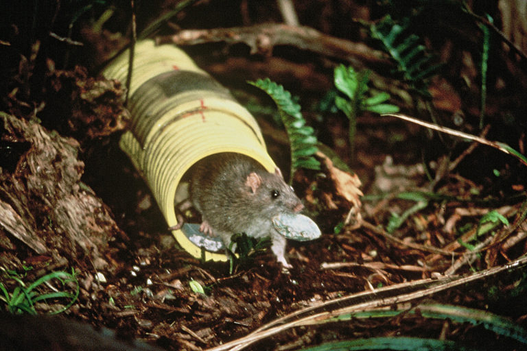  Rat emerging from rat tunnel with poison bait in mouth, Breaksea Island, Breaksea Sound, Fiordland National Park, 1985. Image credit: Department of Conservation.