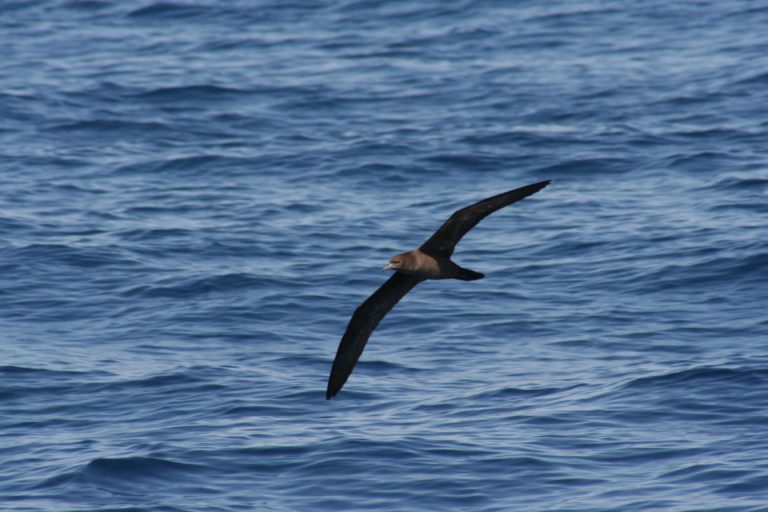The toanui or flesh-footed shearwater. Image credit: Duncan Wright (Wikimedia Commons)