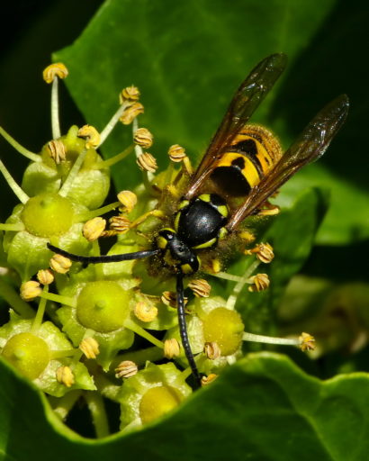 Introduced accidentally in 1944 the German Wasp (Vespula germanica) is now common throughout New Zealand and has become a major pest problem. Photo: Sid Mosdell (Wikimedia Commons).