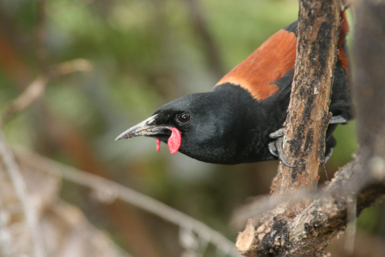 tīeke on a branch