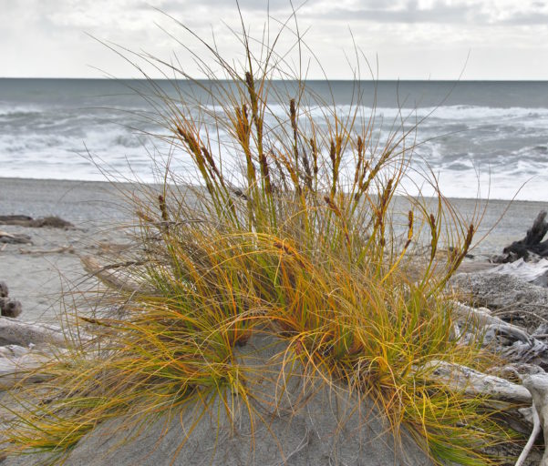 Pīngao  (Ficinia spiralis, golden sand sedge) at Tauperikaka Point, West Coast, New Zealand. Image credit: Tomas Sobek (Wikimedia Commons)