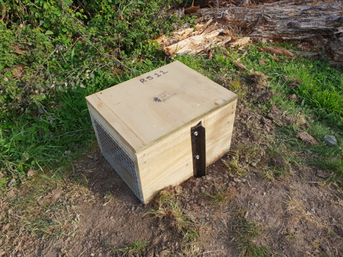 DOC250 trap set for ferrets and cattle proofed. Image credit: John Bissell.