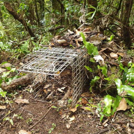 A well set cage trap. Image credit: John Bissell.