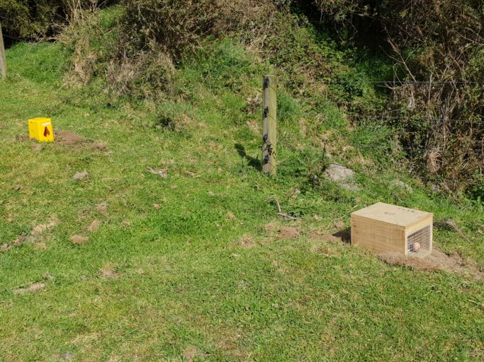Sometimes a trap site needs two traps to cover all the predator species needed as part of a control regime. Photo @ John Bissell.