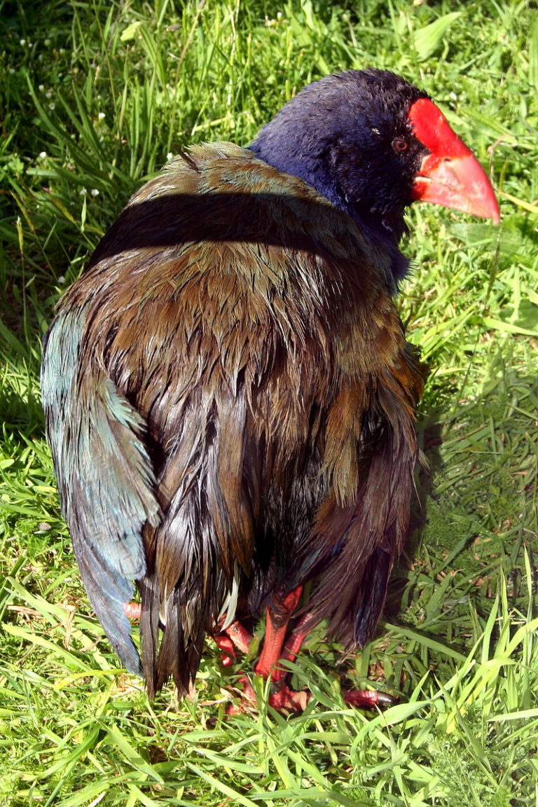 Takahe protection benefits the neighbours