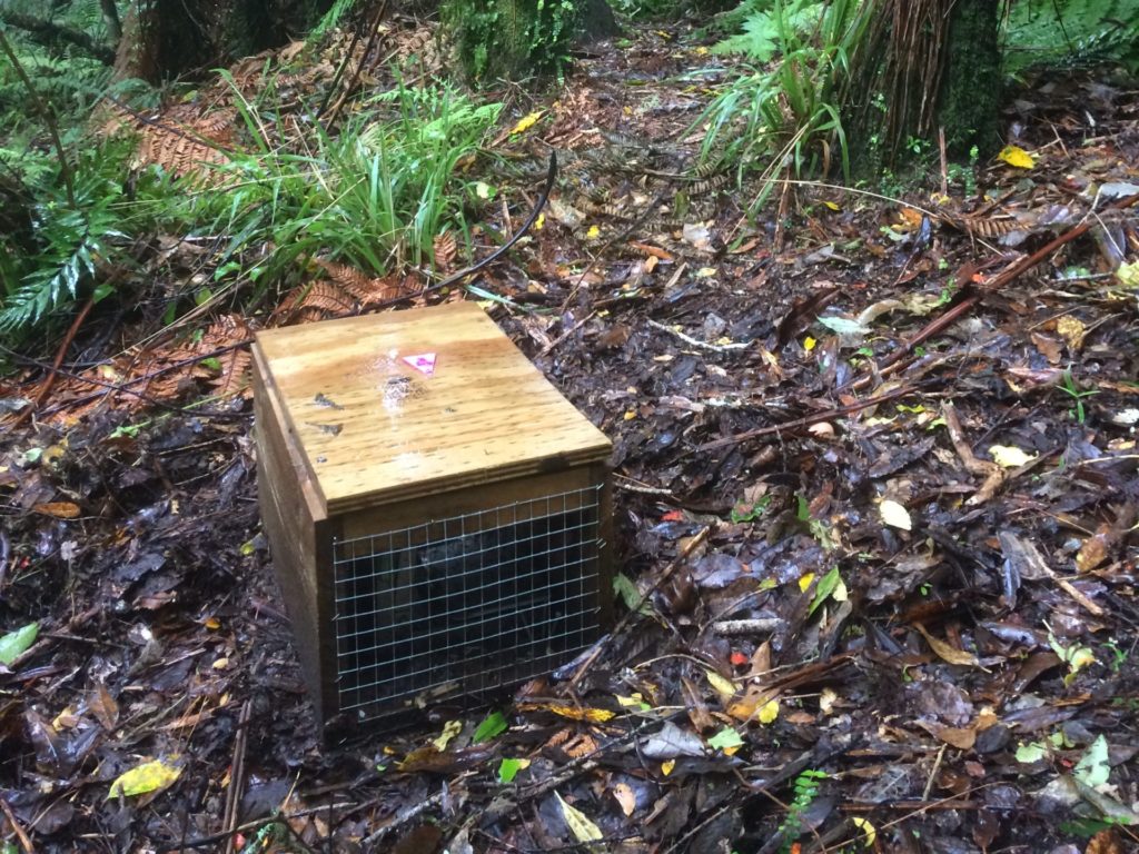 A trap box in the bush
