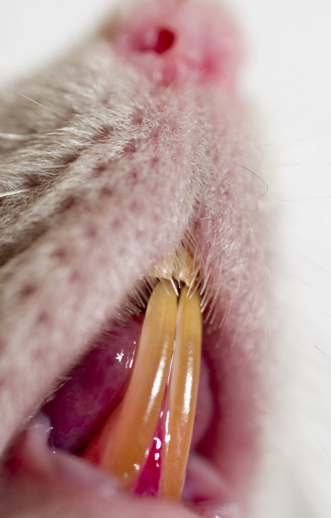 A close-up of image of a Norway rat's teeth