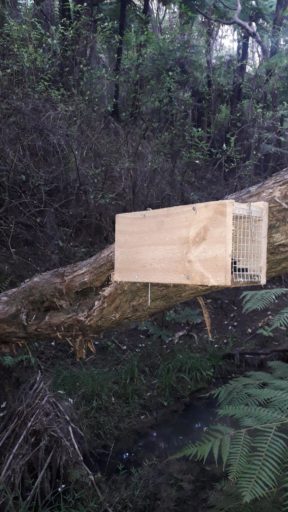 A tree-mounted rat trap.