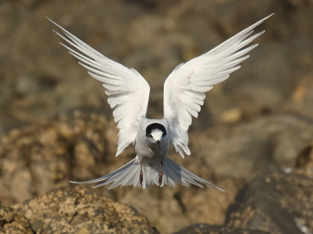 White fronted tern in flight with wings spread out facing camera.