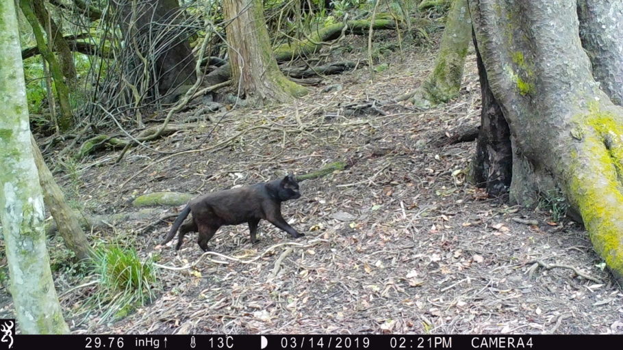 Camera trap monitoring reveals a feral cat...