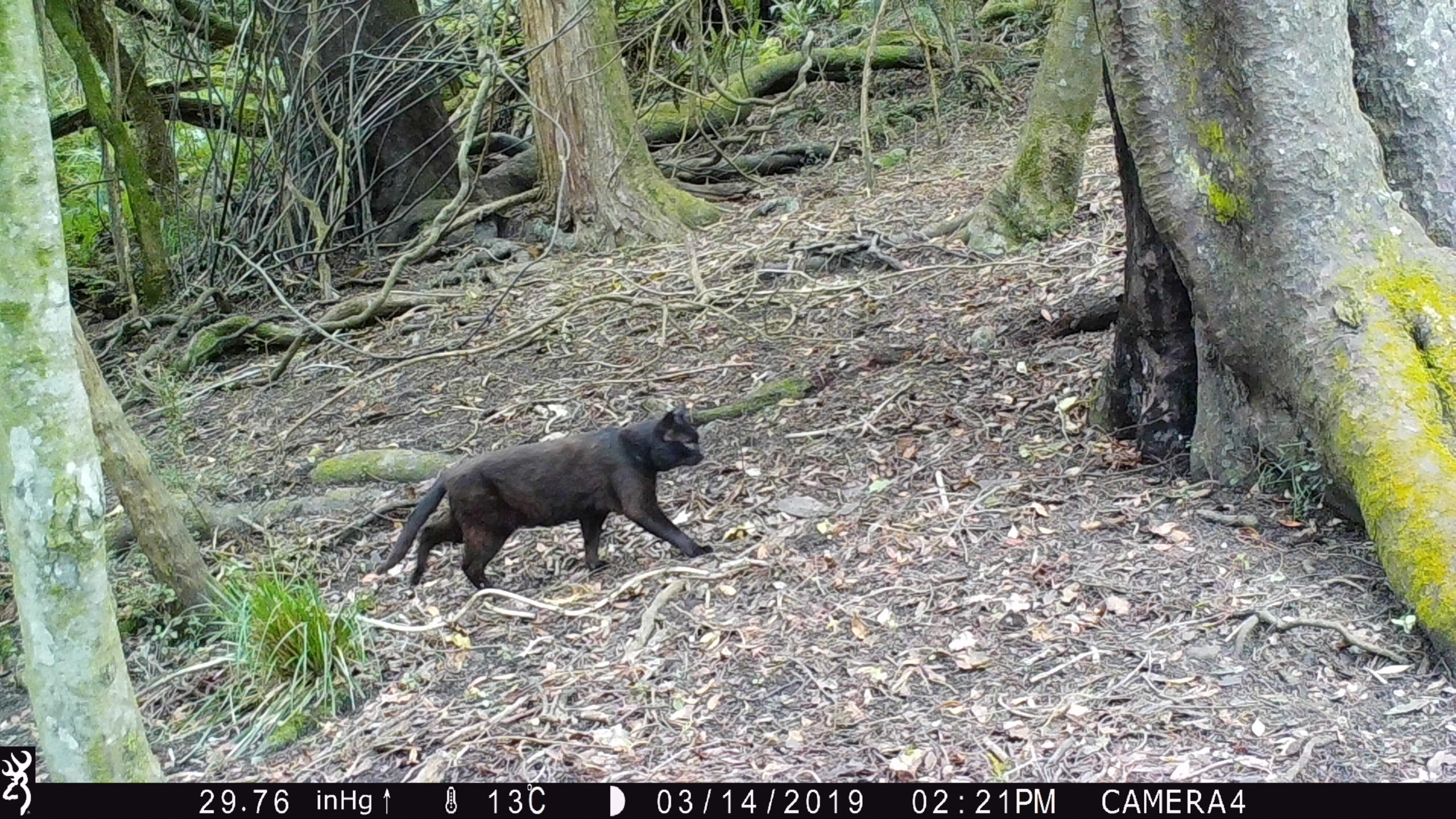 Feral Cat trapping with Timms - TRAP.NZ Forums