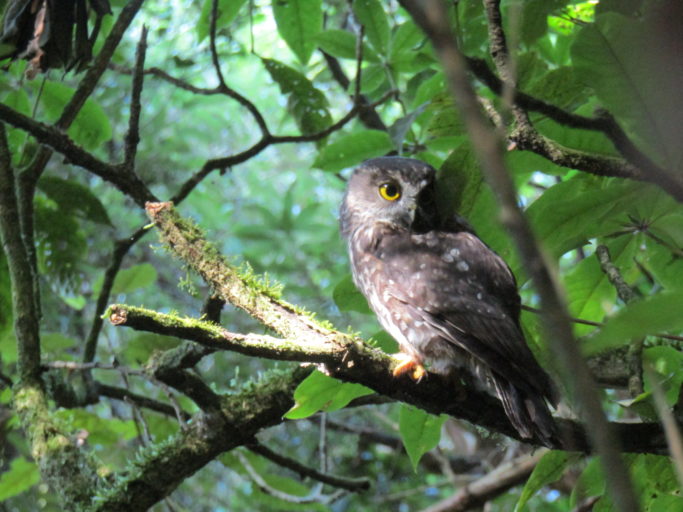 Ruru/morepork. Photo: Oliver Crawshaw.